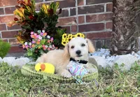 Peanut , a male Maltipoo for sale in Houston, TX – 5 of 6