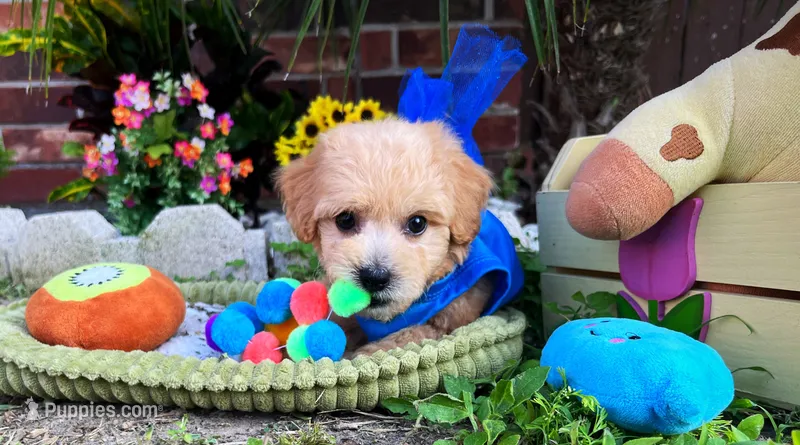 Gucci – Maltipoo puppy for sale in Houston, TX