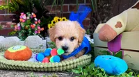 Gucci, a male Maltipoo for sale in Houston, TX – 2 of 4