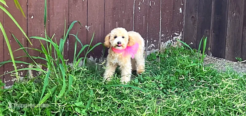 Aurora – Maltipoo puppy for sale in Houston, TX