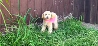 Aurora, a female Maltipoo and Poodle - Miniature  for sale in Houston, TX – 2 of 5