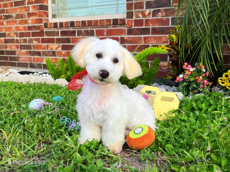Charles  – Maltipoo puppy for sale in Houston, TX