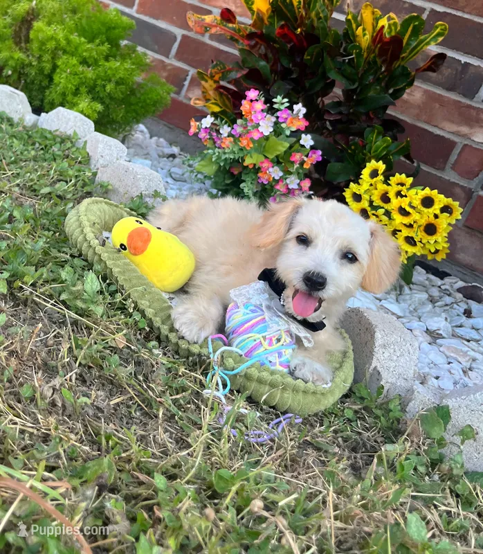 Peanut  – Maltipoo puppy for sale in Houston, TX