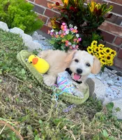 Peanut , a male Maltipoo for sale in Houston, TX – 3 of 6