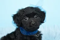 Baby Yoda, a male Shihpoo for sale in Houston, TX – Photo 3 of 4