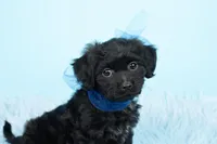 Baby Yoda, a male Shihpoo for sale in Houston, TX – Photo 2 of 4