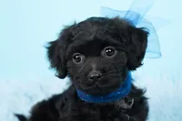 Baby Yoda, a male Shihpoo for sale in Houston, TX – Photo 4 of 4