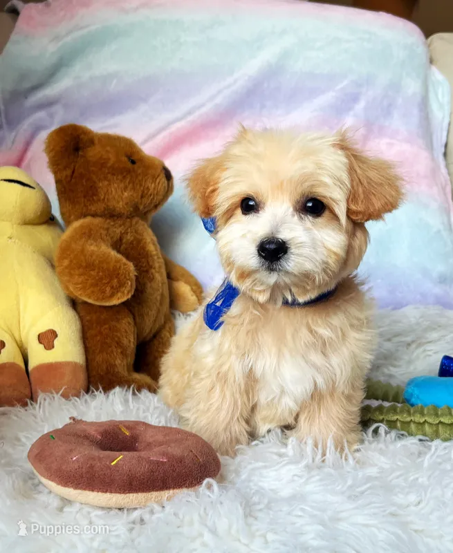 Peanut 🥜  – Maltipoo puppy for sale in Houston, TX
