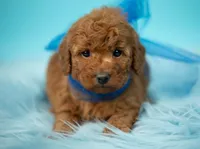 Teddy, a male Poodle - Toy  for sale in Houston, TX – Photo 1 of 4