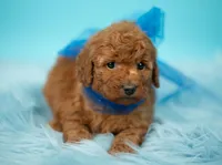 Teddy, a male Poodle - Toy  for sale in Houston, TX – Photo 3 of 4