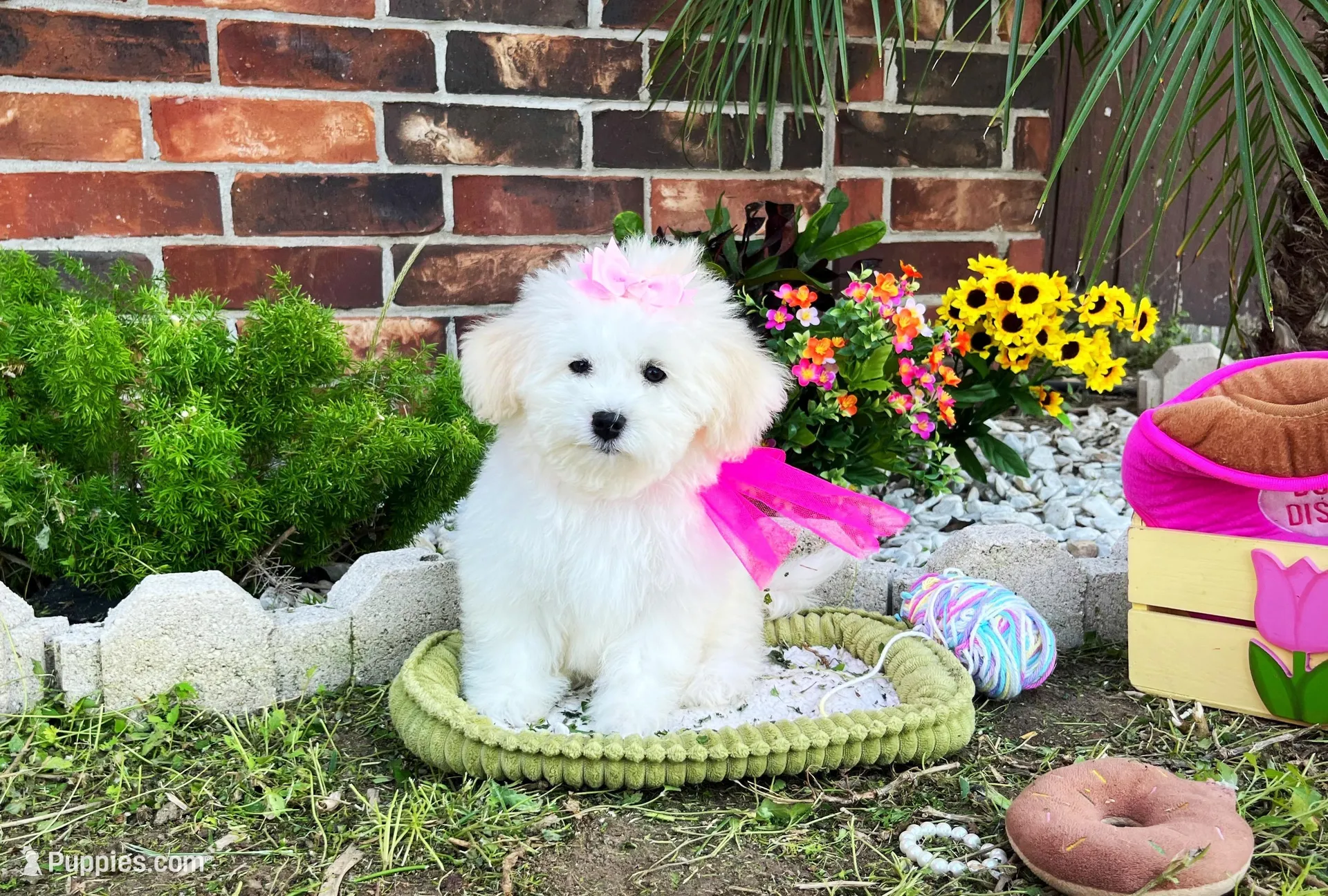 Princess – Maltese puppy for sale in Houston, TX