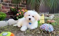 Alexander the Great, a female Maltese for sale in Houston, TX – Photo 4 of 4