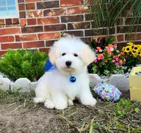 Alexander the Great, a female Maltese for sale in Houston, TX – Photo 2 of 4