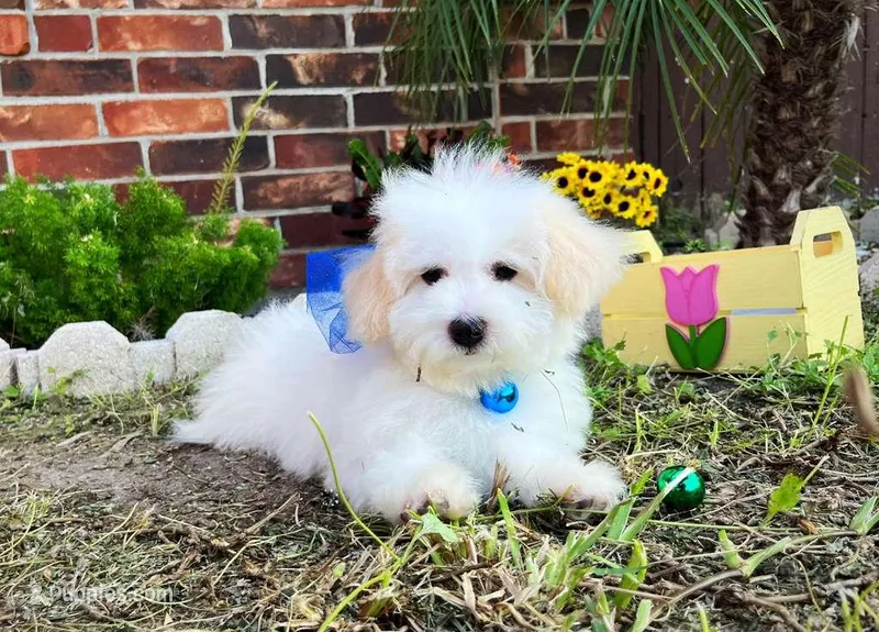 Alexander the Great – Maltese puppy for sale in Houston, TX