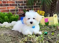 Alexander the Great, a female Maltese for sale in Houston, TX – Photo 1 of 4