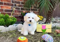 Alexander the Great, a female Maltese for sale in Houston, TX – Photo 3 of 4