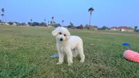 Bubbles , a male Maltipoo for sale in Houston, TX – 2 of 4