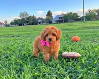 Ruby, a female Maltipoo for sale in Houston, TX – 1 of 3