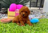Rose, a female Poodle - Toy  for sale in Houston, TX – Photo 4 of 4