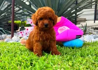 Rose, a female Poodle - Toy  for sale in Houston, TX – Photo 2 of 4