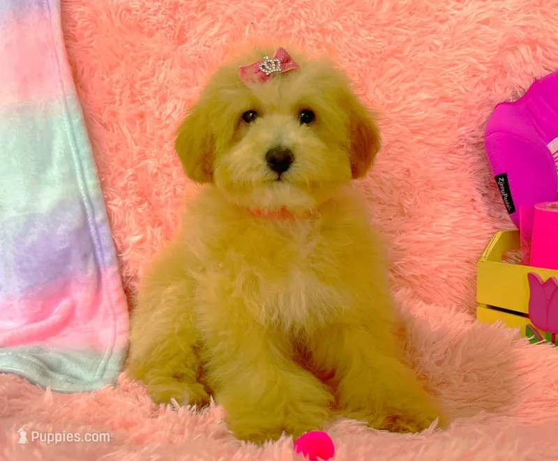 Aurora – Maltipoo puppy for sale in Houston, TX