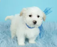 Luke, a male Maltipoo for sale in Houston, TX – Photo 2 of 7