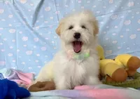 Luke, a male Maltipoo for sale in Houston, TX – Photo 3 of 9