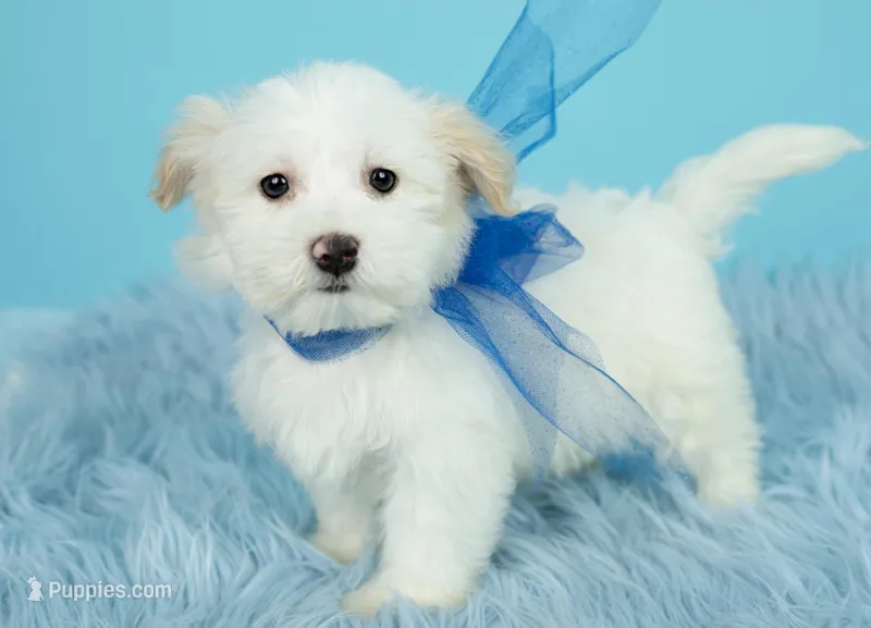 Luke – Maltipoo puppy for sale in Houston, TX