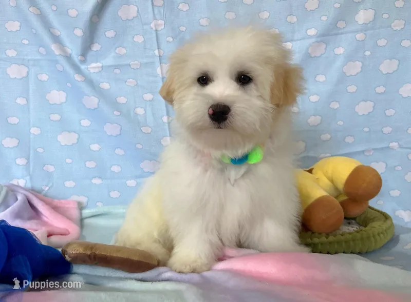 Luke – Maltipoo puppy for sale in Houston, TX