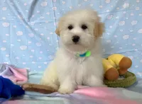 Luke, a male Maltipoo for sale in Houston, TX – Photo 2 of 9