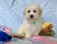 Luke, a male Maltipoo for sale in Houston, TX – Photo 9 of 9
