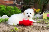 Luke, a male Maltipoo for sale in Houston, TX – Photo 5 of 5