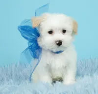 Luke, a male Maltipoo for sale in Houston, TX – Photo 6 of 7