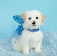 Luke, a male Maltipoo for sale in Houston, TX – Photo 7 of 7