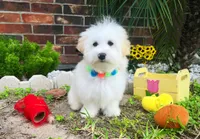 Luke, a male Maltipoo for sale in Houston, TX – Photo 4 of 5