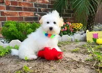 Luke, a male Maltipoo for sale in Houston, TX – Photo 3 of 5