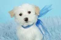 Luke, a male Maltipoo for sale in Houston, TX – Photo 4 of 7