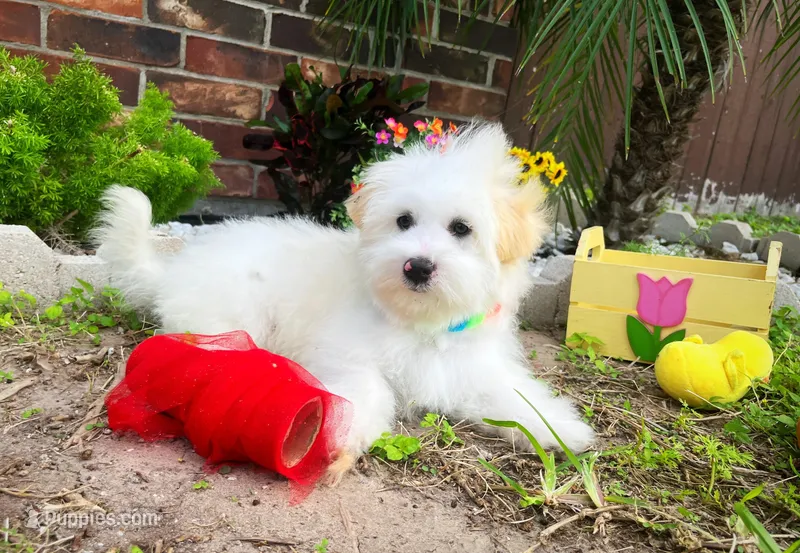 Luke – Maltipoo puppy for sale in Houston, TX
