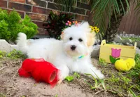 Luke, a male Maltipoo for sale in Houston, TX – Photo 1 of 5