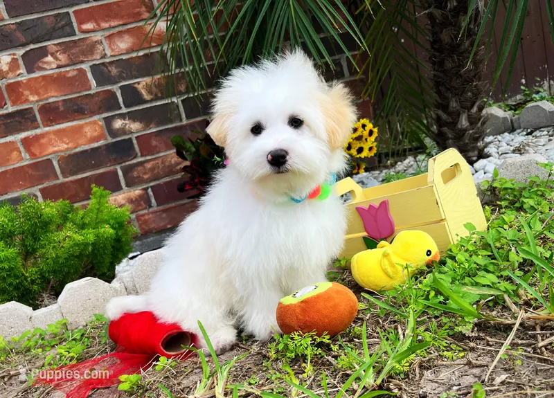 Luke – Maltipoo puppy for sale in Houston, TX