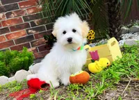 Luke, a male Maltipoo for sale in Houston, TX – Photo 2 of 5