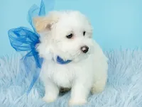 Luke, a male Maltipoo for sale in Houston, TX – Photo 5 of 7