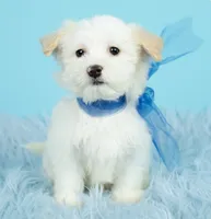 Luke, a male Maltipoo for sale in Houston, TX – Photo 3 of 7