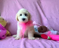Coco Chanel, a female Maltipoo for sale in Houston, TX – 3 of 5