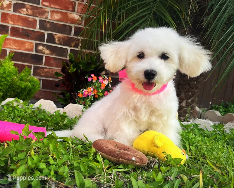 Princess – Maltipoo puppy for sale in Houston, TX