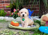 Peanut 🥜 , a male Maltipoo for sale in Houston, TX – 2 of 5