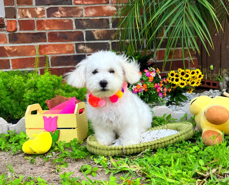 Snow White – Maltipoo puppy for sale in Houston, TX