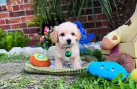 Peanut 🥜 , a male Maltipoo for sale in Houston, TX – 3 of 5