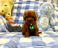 Teddy , a male Poodle - Toy  for sale in Houston, TX – 2 of 4