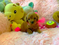 Ruby, a female Poodle - Toy  for sale in Houston, TX – 4 of 4